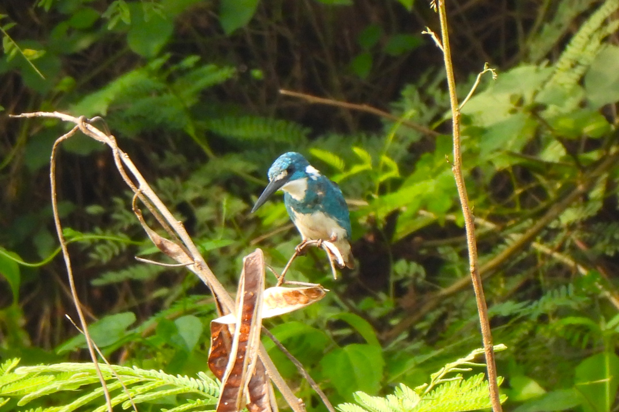 Alcedo coerulescens