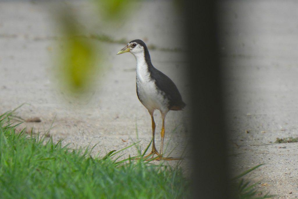 Kareo Padi (Amaurornis phoeicurus)