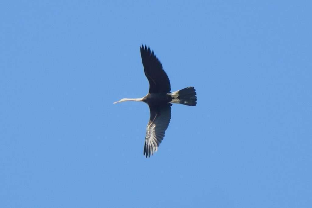 Anhinga melanogaster