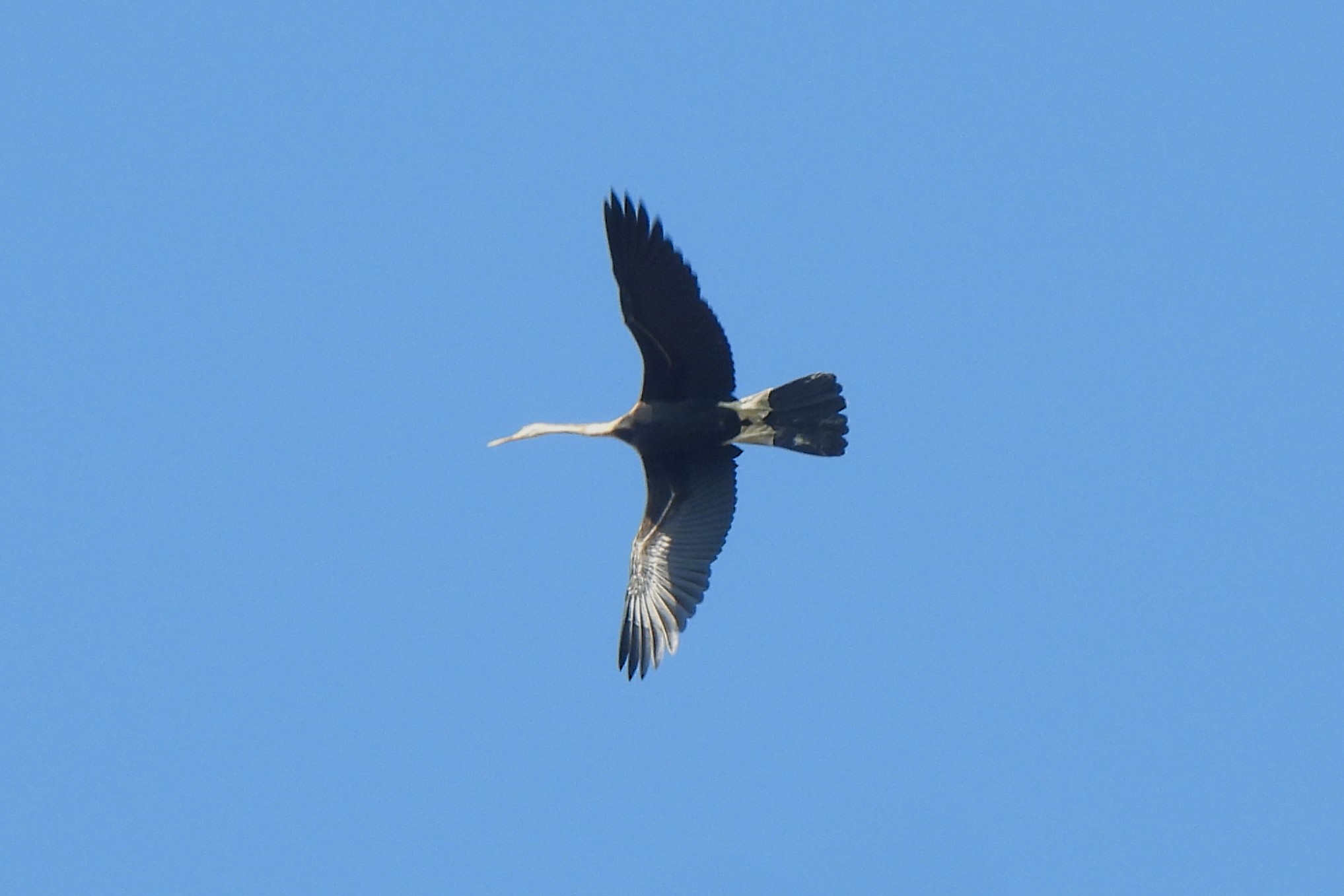 Anhinga melanogaster