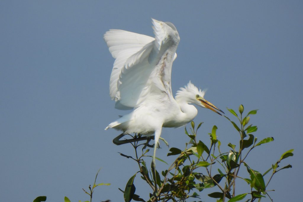 Kuntul Putih Besar (Ardea alba)