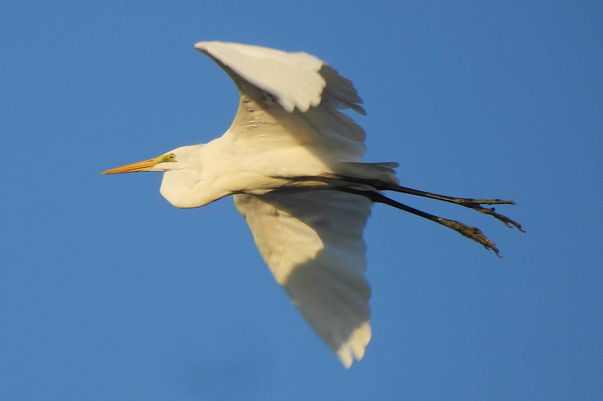 Ardea alba