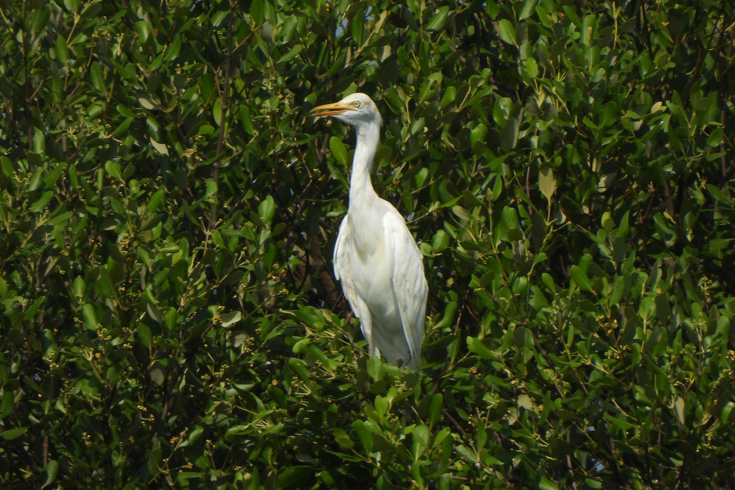 Ardea coromanda