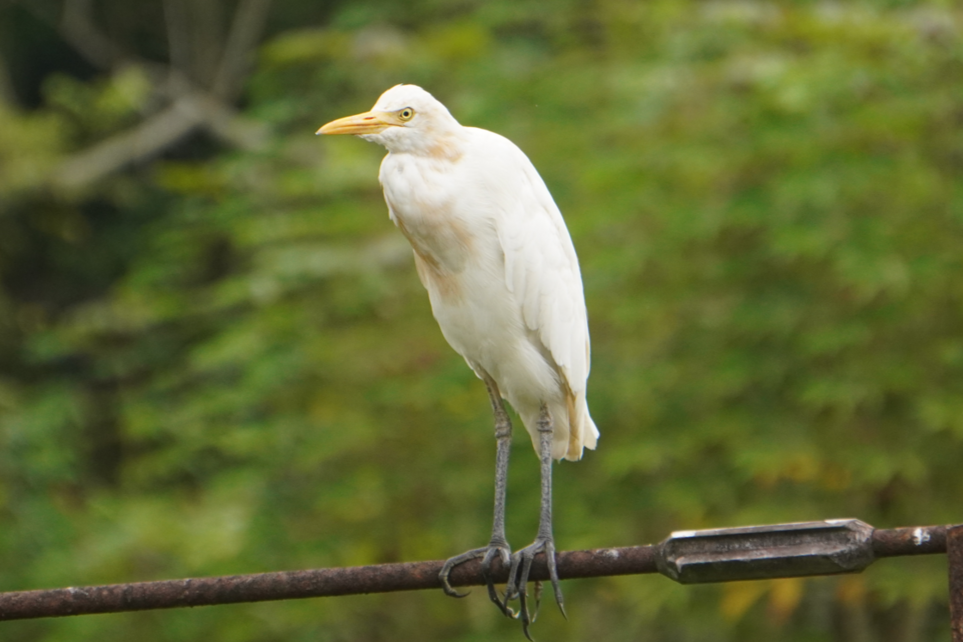 Kuntul Kerbau (Ardea coromanda)