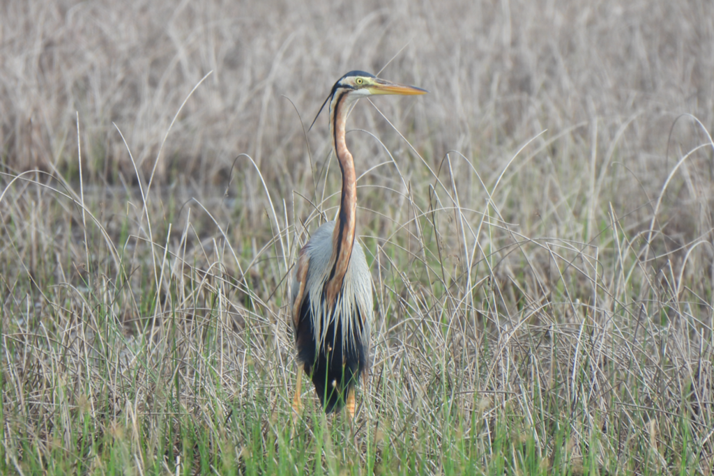Cangak Merah (Ardea purpurea)