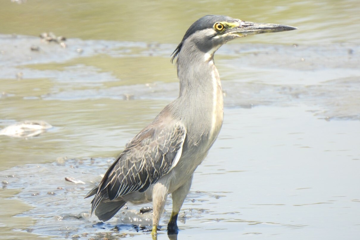 Butorides striata