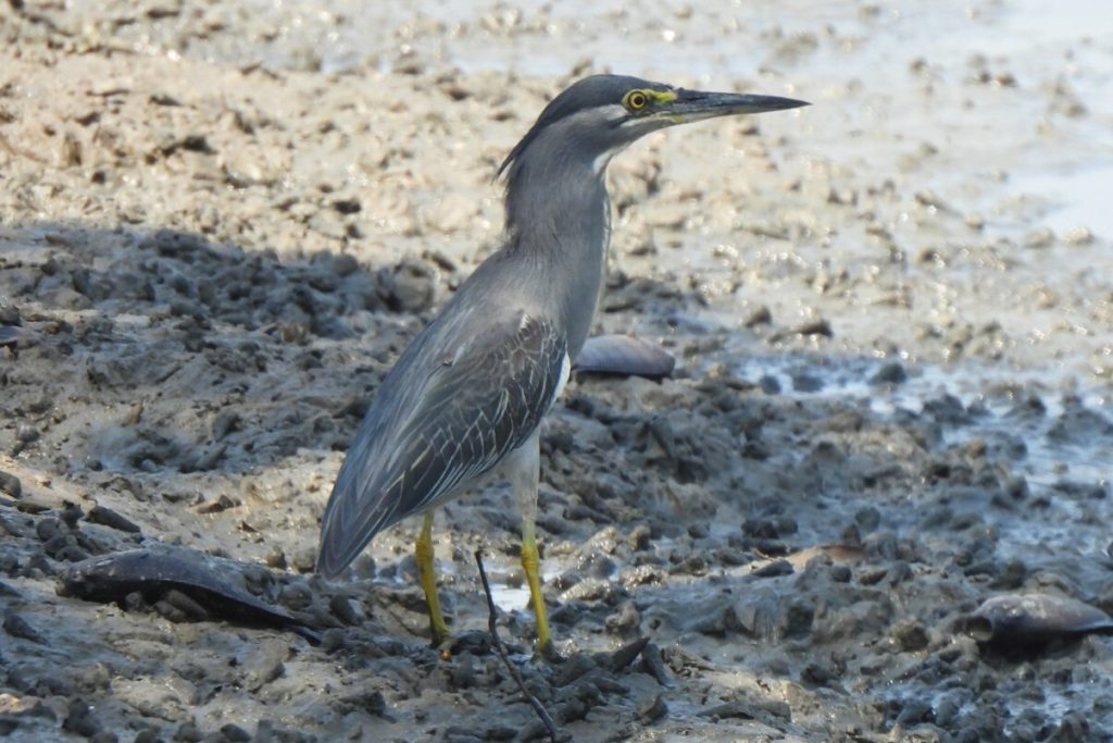 Kokokan Laut (Butorides striata)