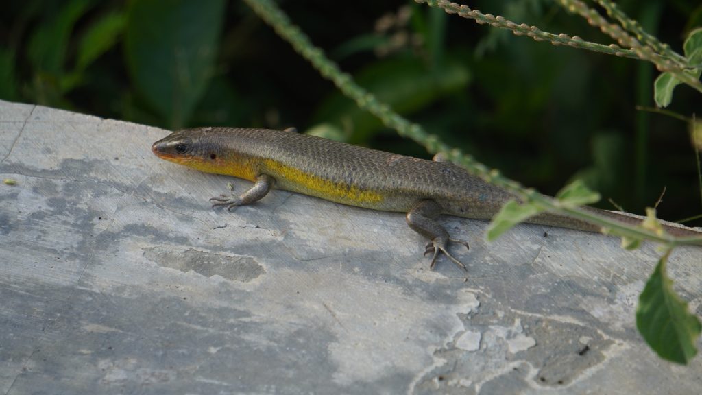 Kadal Kebun (Eutropis multifasciata)