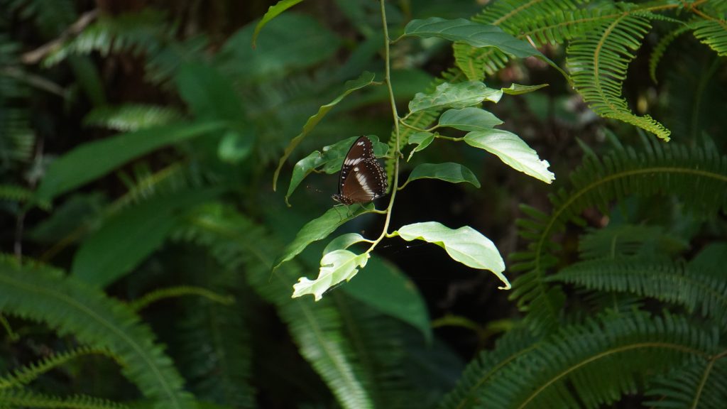 Hypolimnas bolina