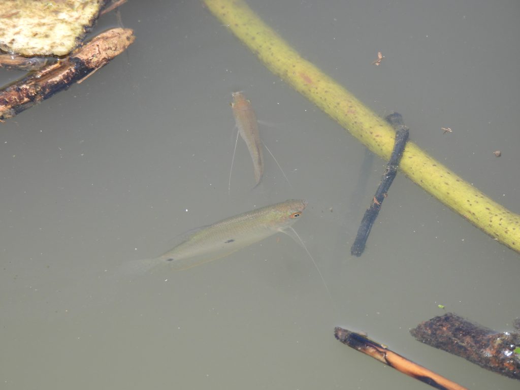 Ikan Sepat Rawa (Trichopodus trichopterus)