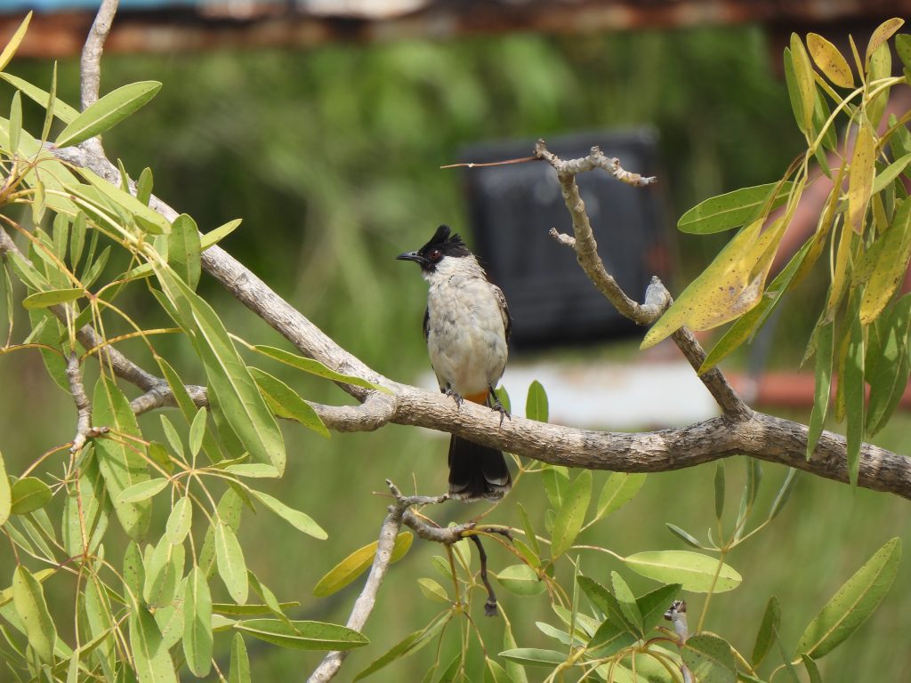 Cucak Kutilang (Pycnonotus aurigaster)
