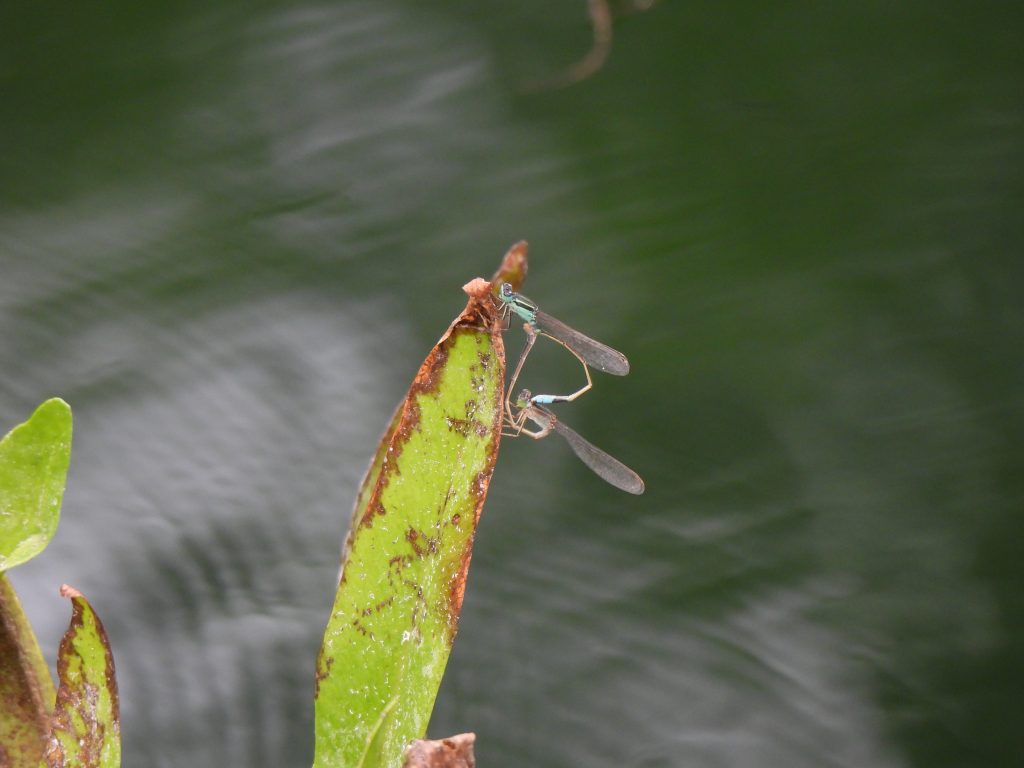 Ischnura senegalensis