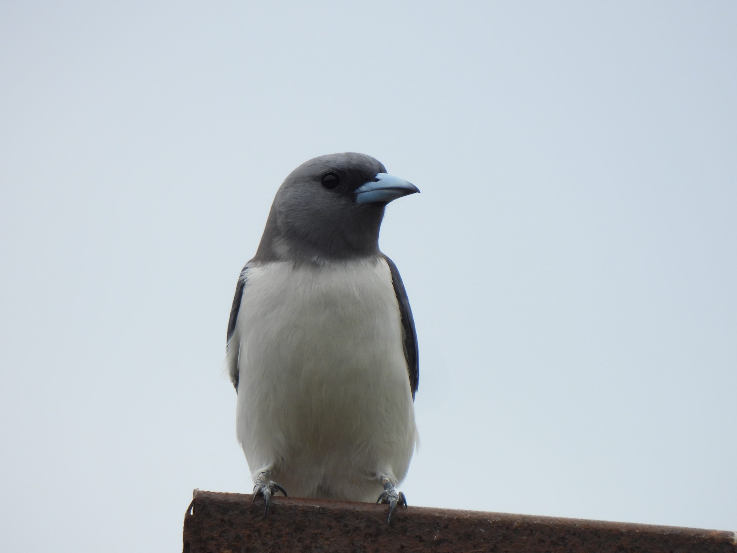 Artamus leucorhynchus