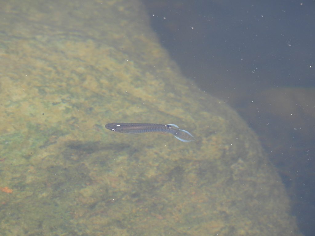 Ikan Kepala Timah (Aplocheilus armatus)