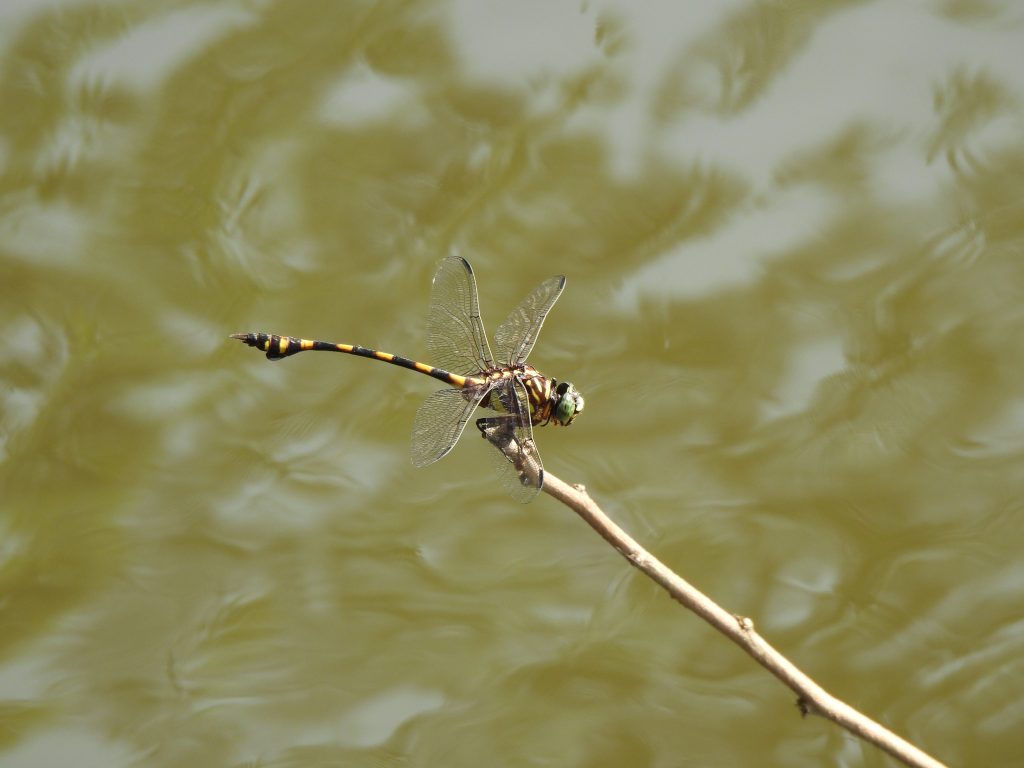 Ictinogomphus decoratus