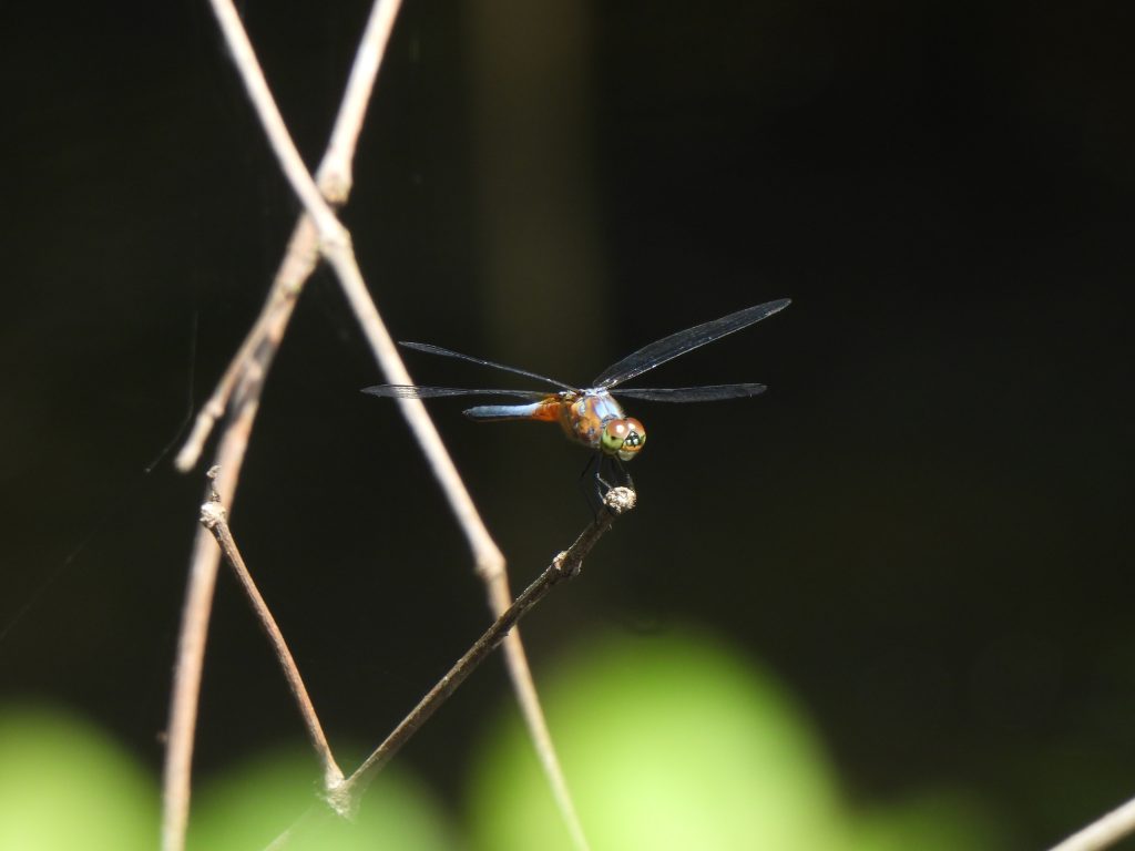 Brachydiplax chalybea
