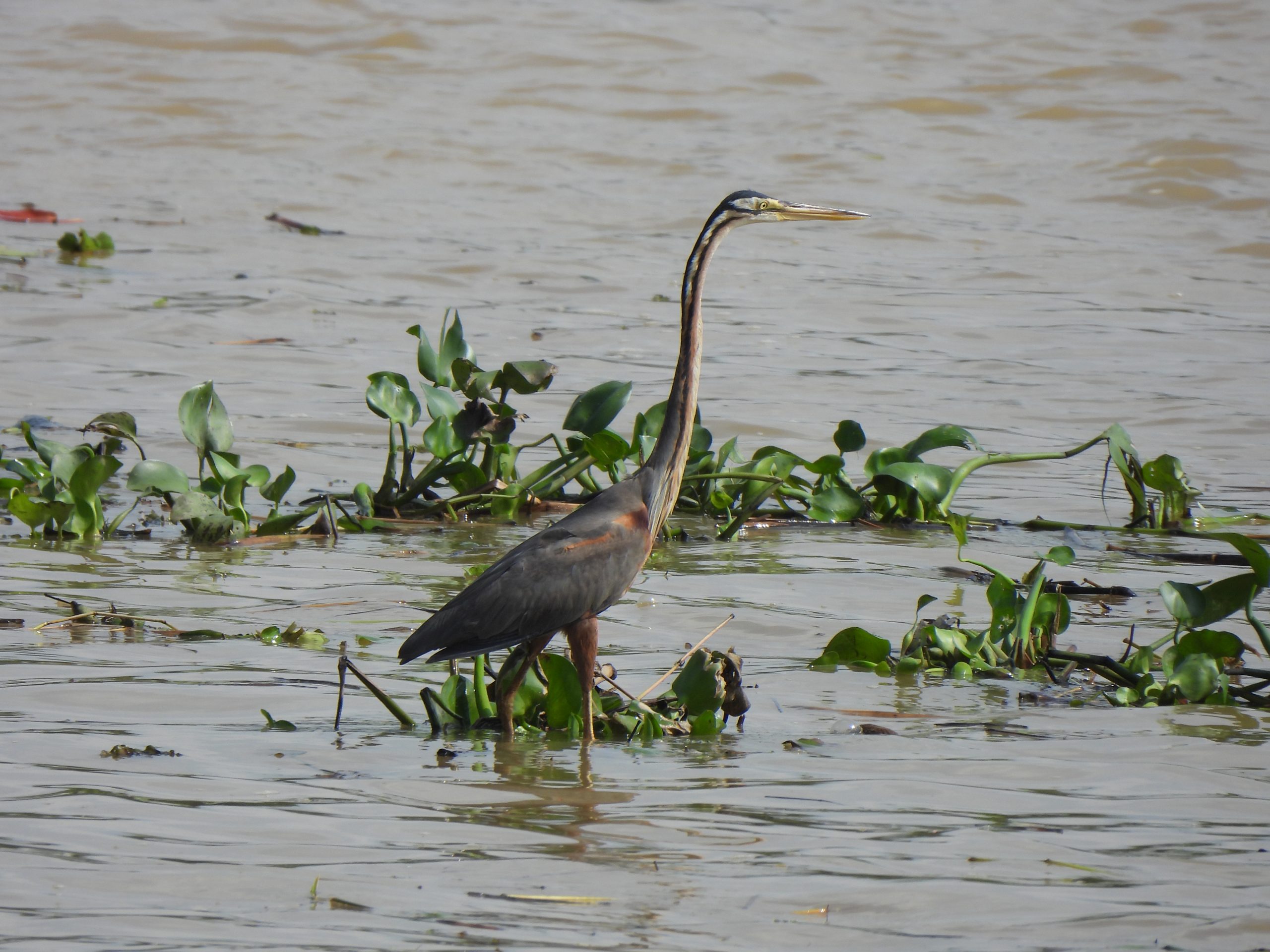 Ardea purpurea