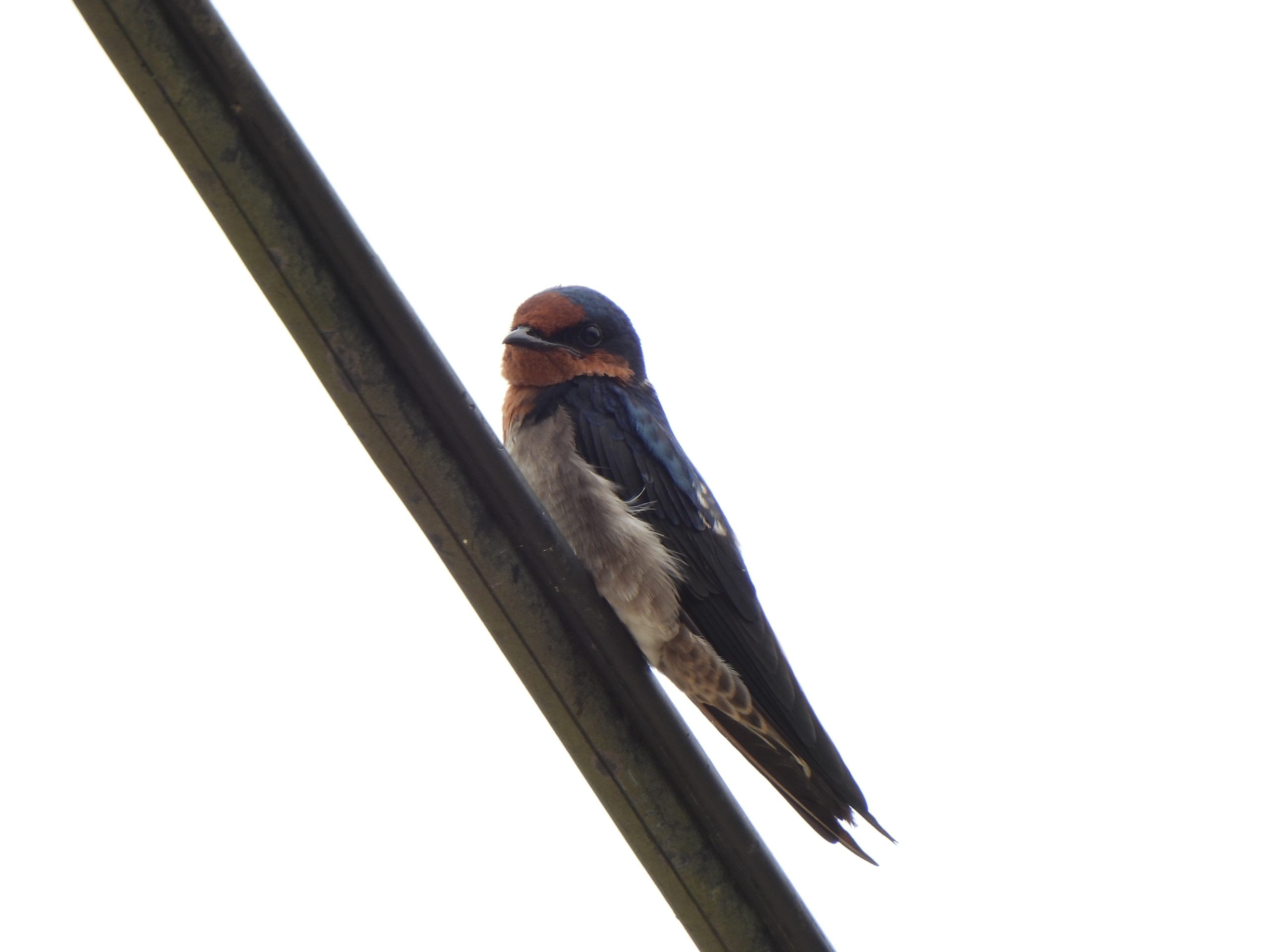 Hirundo javanica