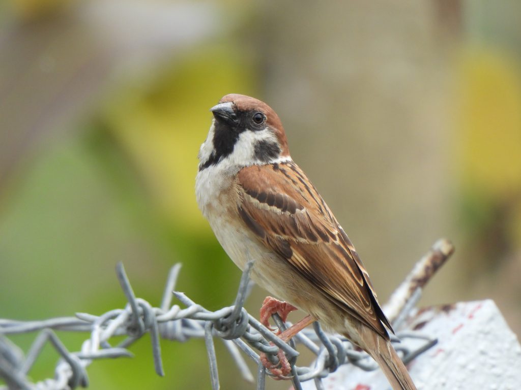 Burung Gereja Erasia (Passer montanus)
