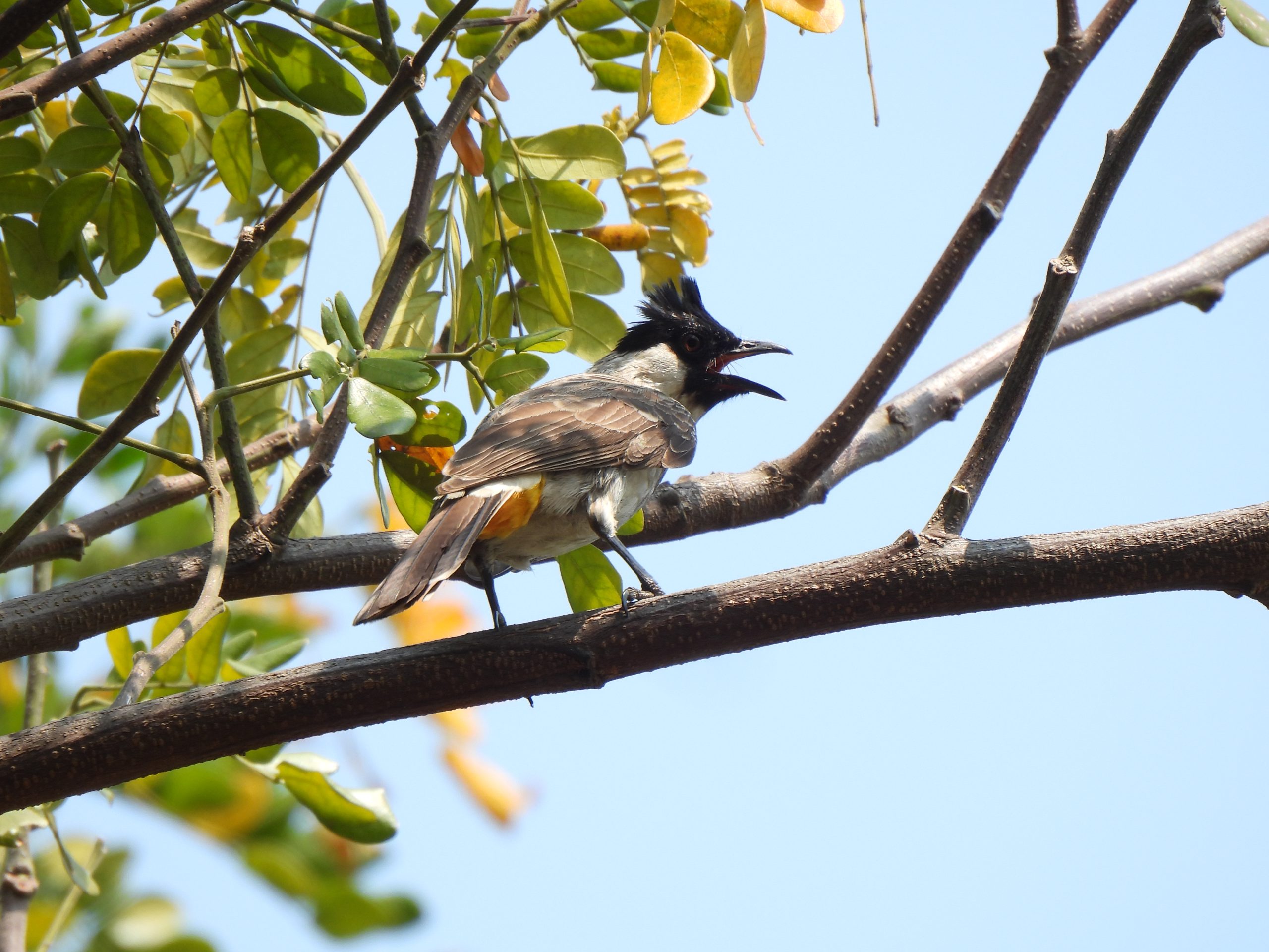 Pycnonotus aurigaster