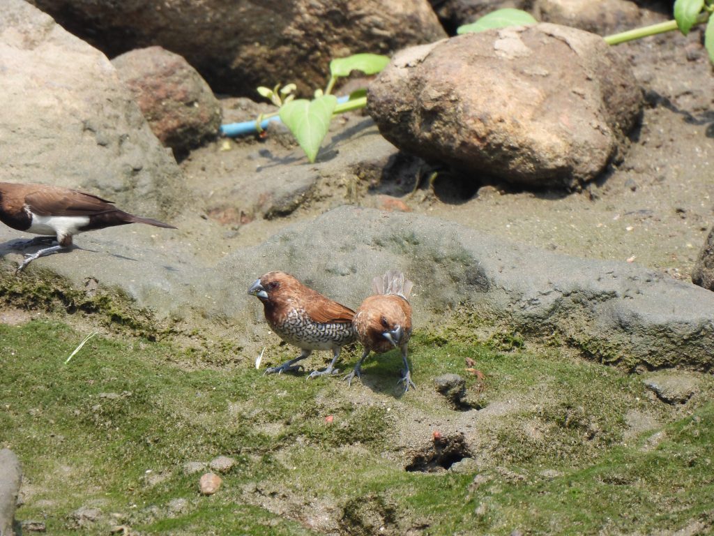 Bondol Peking (Lonchura punctulata)
