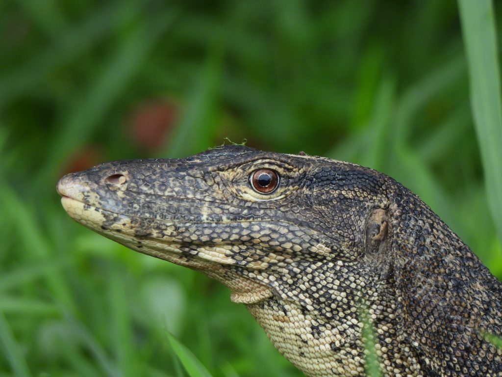 Biawak Air (Varanus salvator)