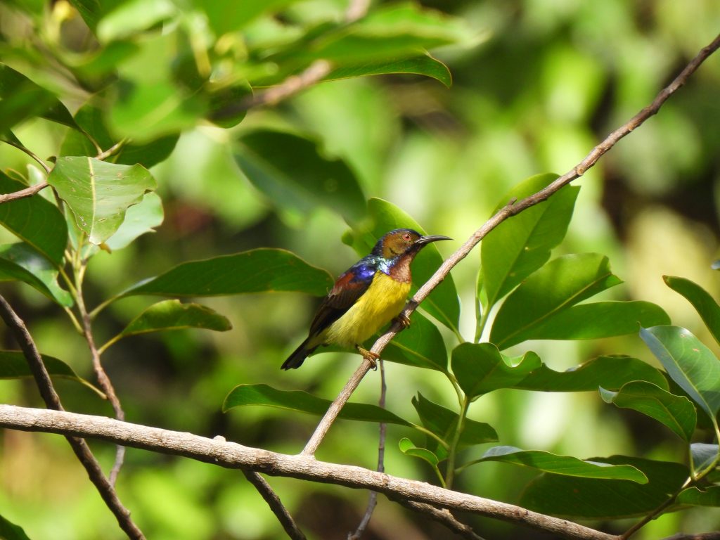 Burung Madu Kelapa (Anthreptes malaccensis)