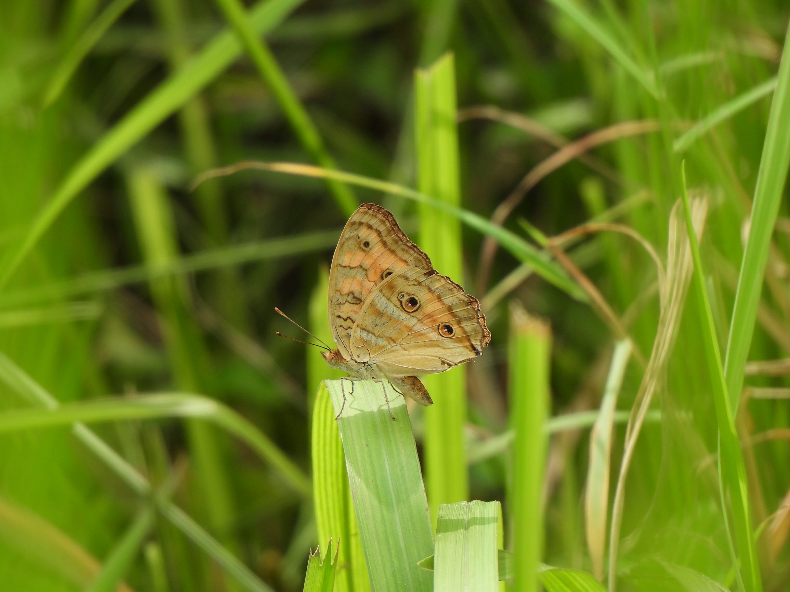 Junonia almana