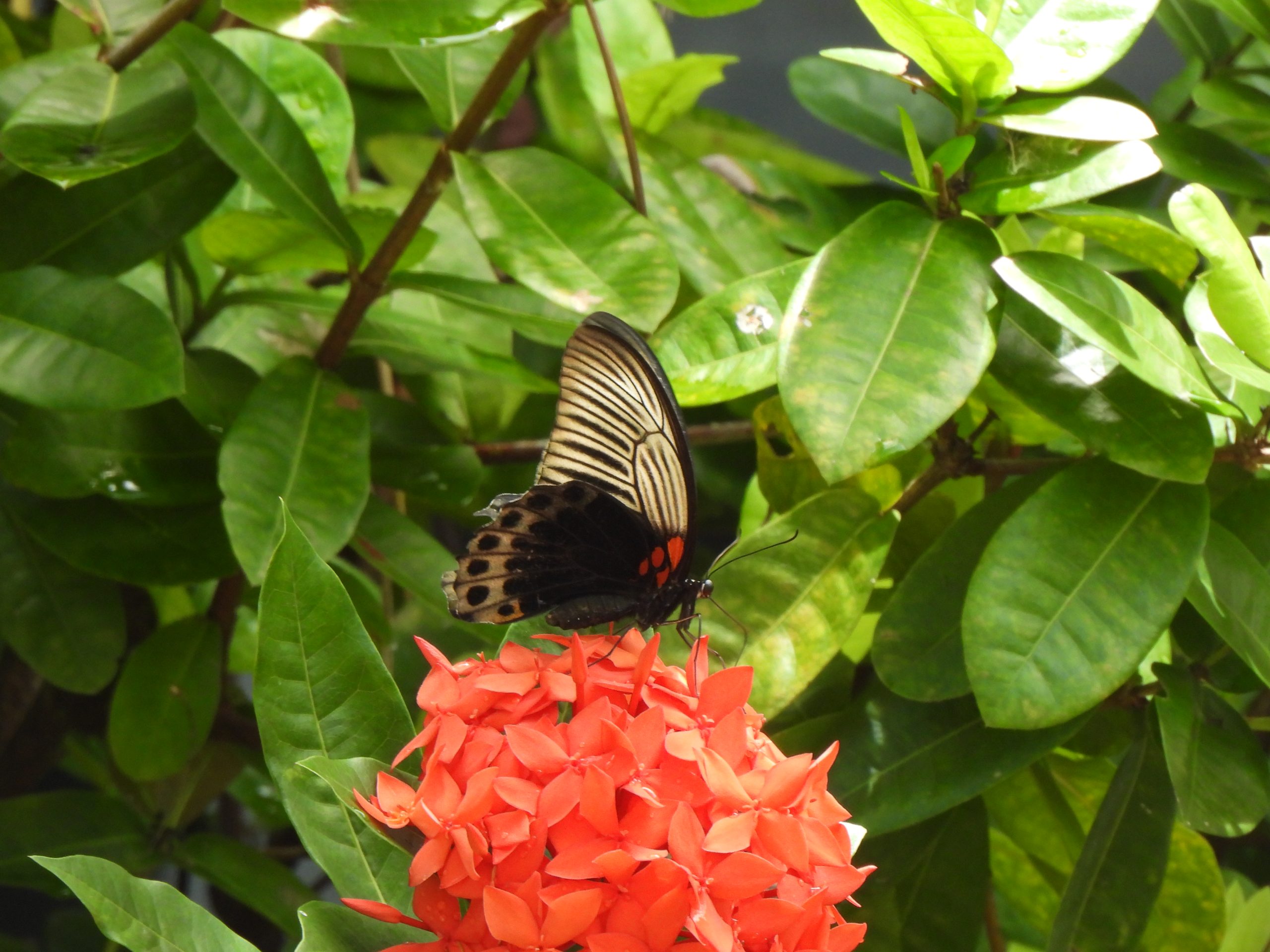 Papilio memnon