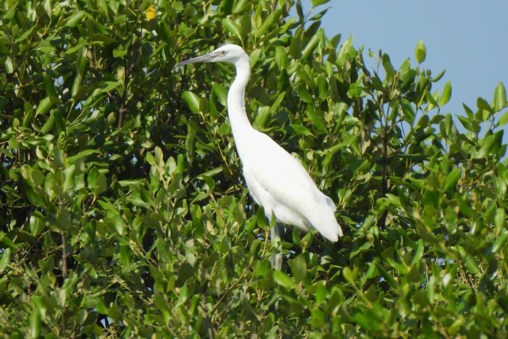 Kuntul Kecil (Egretta garzetta)
