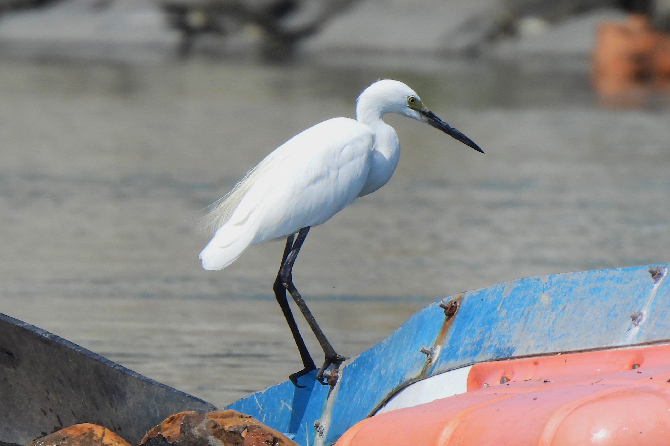 Egretta garzetta