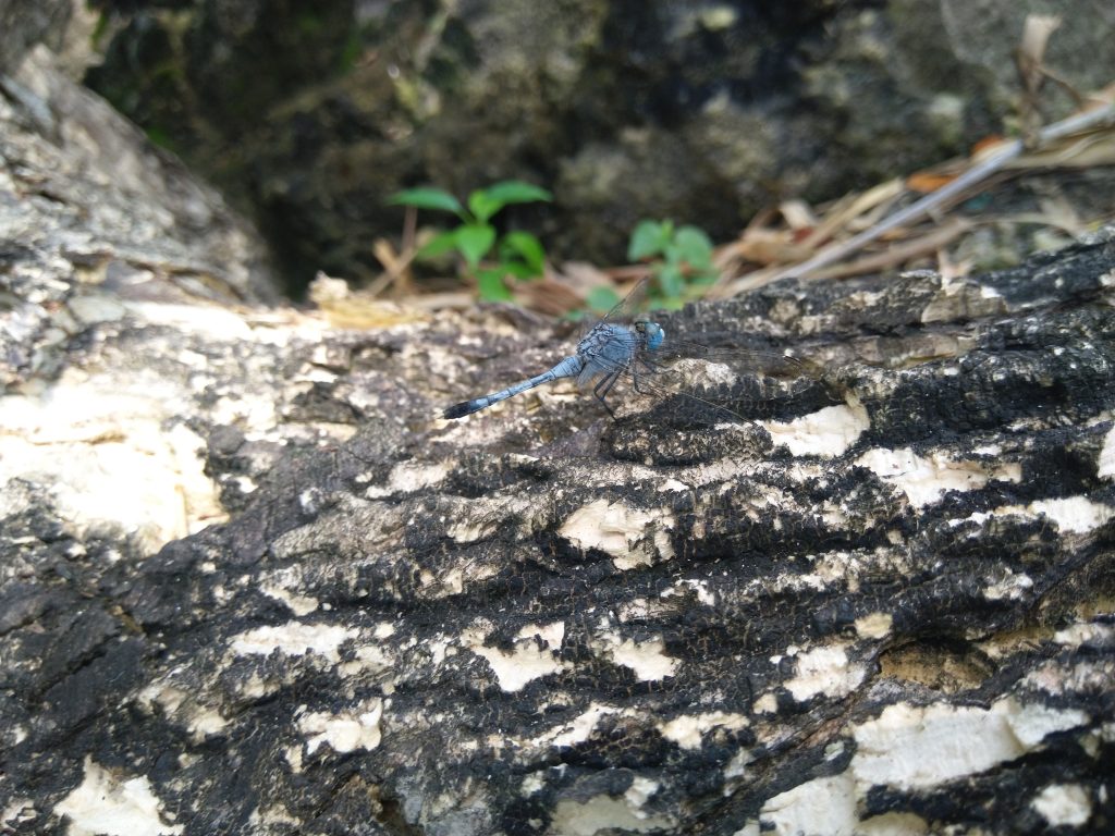 Diplacodes trivialis