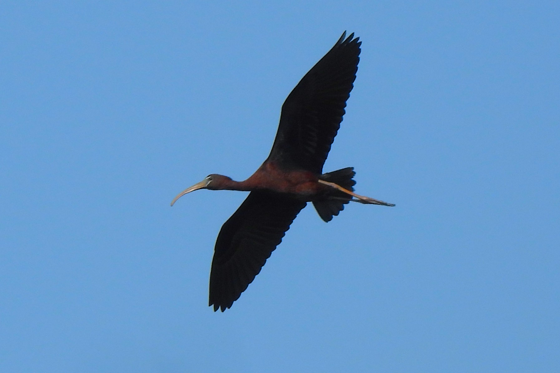 Plegadis falcinellus