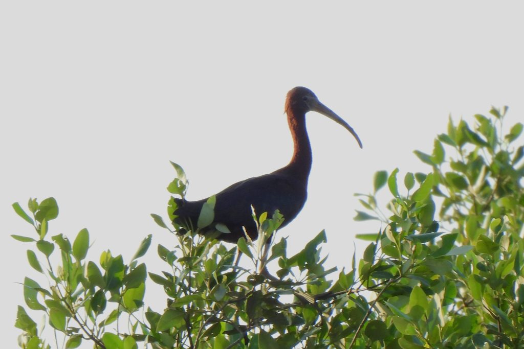 Ibis Roko-Roko (Plegadis falcinellus)