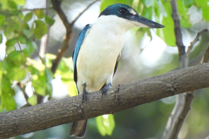 Todiramphus chloris